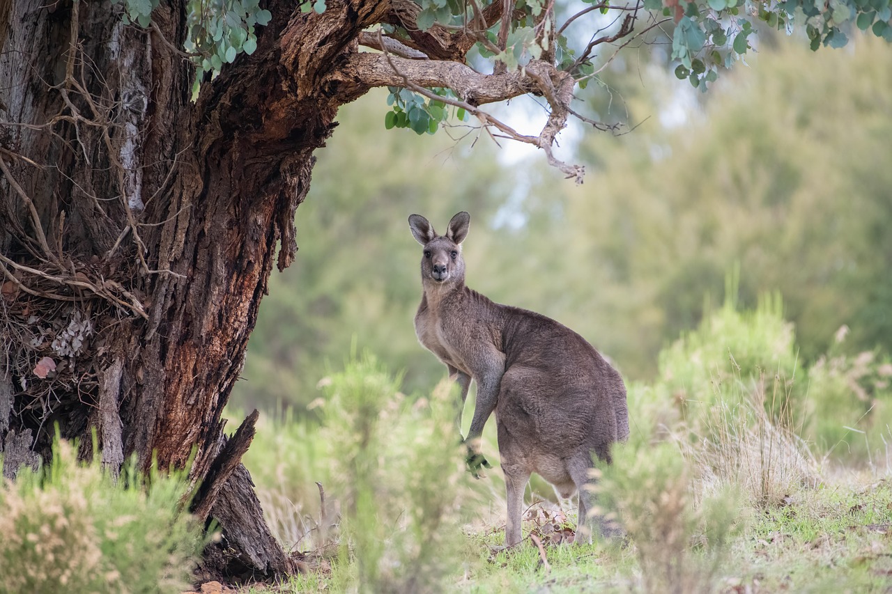 australian student visa